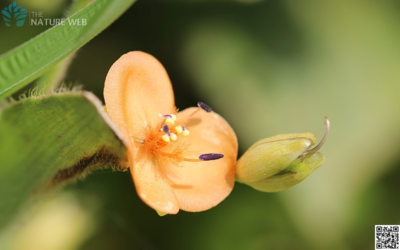 Marsh Dewflower